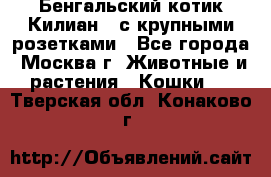 Бенгальский котик Килиан , с крупными розетками - Все города, Москва г. Животные и растения » Кошки   . Тверская обл.,Конаково г.